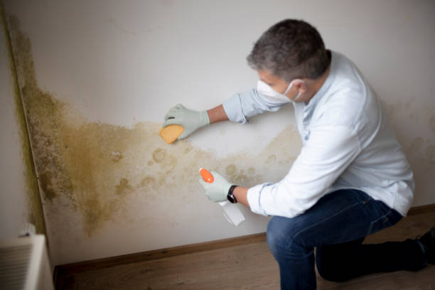 Best HVAC Mold Inspection and Cleaning  in Mooreville, MS